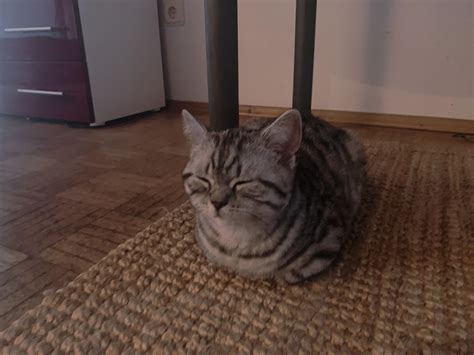 Kiro has mastered the breading technique : r/Catloaf