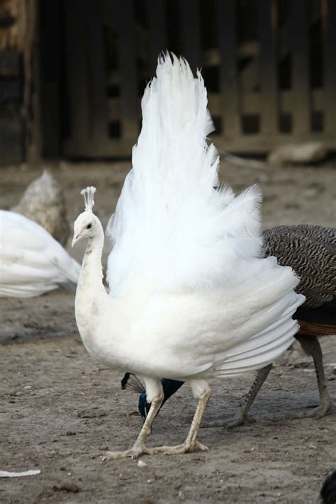 Ücretsiz Resim Tavus Kuşu Birlikte Çift Kuşlar Yaban Hayatı Doğa Kuş Tavuskuşu Geçiş