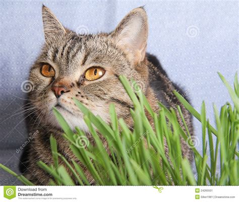 Gato De Tabby Na Grama No Fundo Azul Imagem De Stock Imagem De Fundo