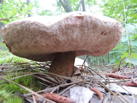 Bitter Bolete Project Noah