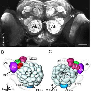 Physiological Responses Of Olfactory Sensory Neurons Housed In Three