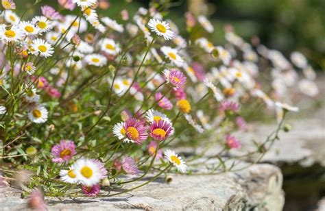 Comment Fleurir Un Muret En Pierres Elle D Coration