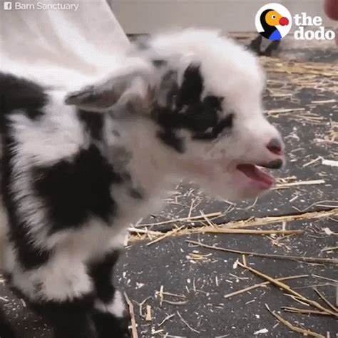 Baby Goat GIF by The Dodo - Find & Share on GIPHY