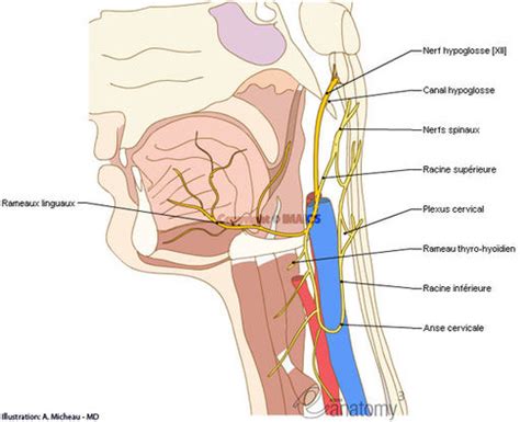 Anatomie L Le Cou Cartes Quizlet