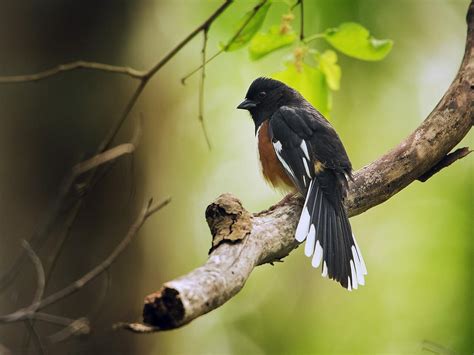 Eastern Towhee - NestWatch