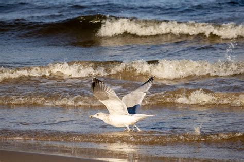 Una gaviota vuela sobre el agua con las olas rompiendo detrás de ella