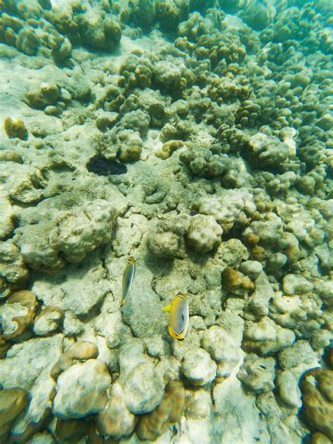 Underwater Marine Life on Coral Reefs Stock Photo - Image of marine ...