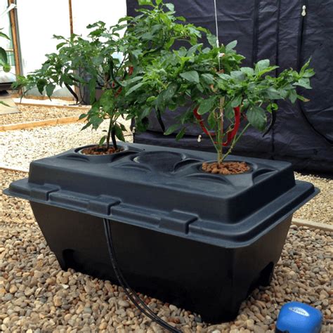 Выращивание растений на гидропонике. Гидропонные системы для дома и бизнеса