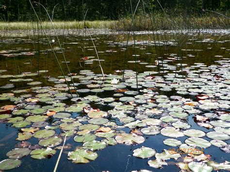 Headquarters Lake in Fife Lake Michigan | Lake michigan, Nature ...