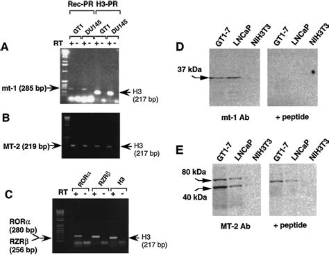 Identification Of Mt1 And MT2 Receptors As Well As The Orphan Nuclear