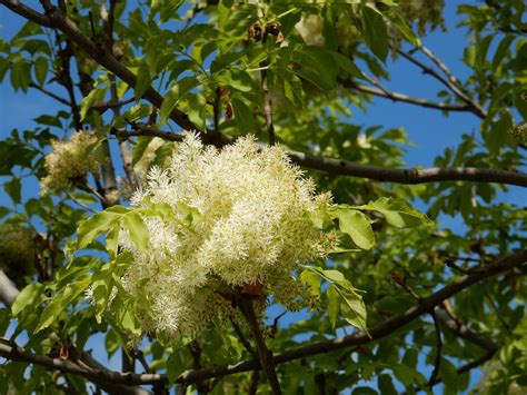 Flowering Ash Fraxinus Free Photo On Pixabay