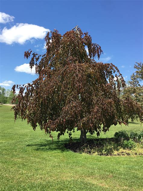 The Weeping Beech: A Unique Tree for Your Yard