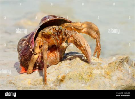 Marine einsiedlerkrebs Fotos und Bildmaterial in hoher Auflösung Alamy