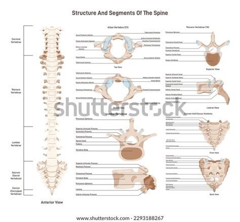 Human Spine Structure Set Vertebral Column Stock Vector Royalty Free