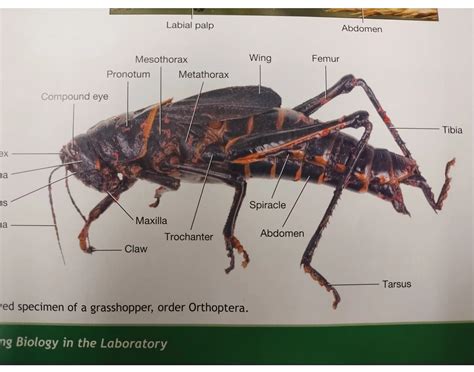 Cricket Anatomy Quiz