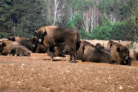 Puszcza Białowieska Pomruk Pociech Podarek a może Podgrzybek