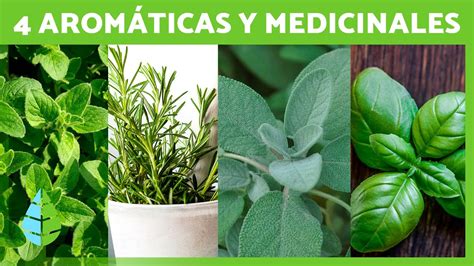 Descubre El Poder Curativo De La Sierra Arom Tica Plantas Medicinales