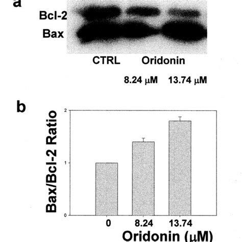 Effect Of Oridonin On Protein Expression Of Bax Bcl2 In LNCaP Cells