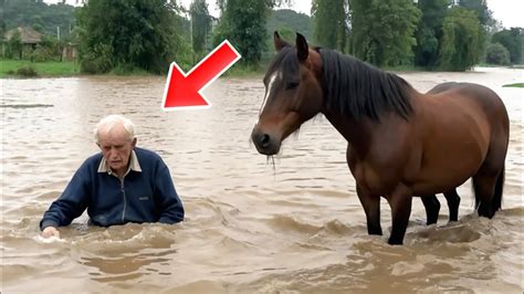 The Unbreakable Bond A Heartwarming Story Of A Horse Trapped In A Flood