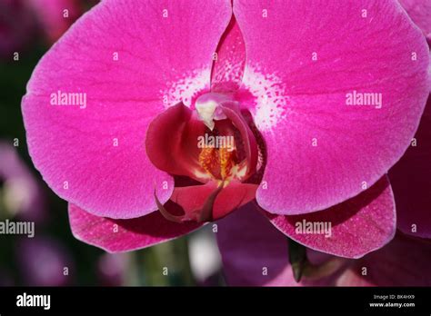 Moth Orchid Phalaenopsis Hybrid Cultivar Orchidaceae Stock Photo Alamy