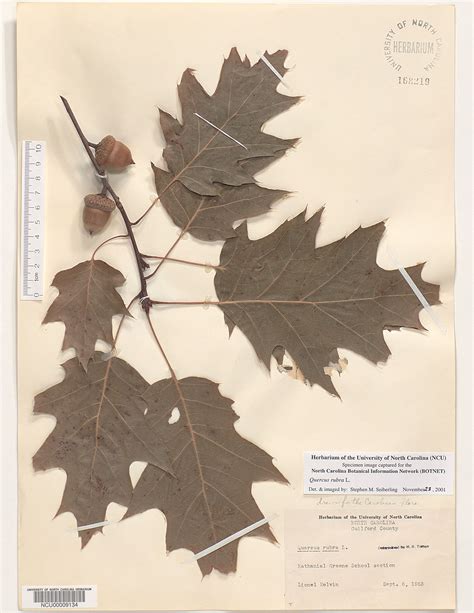 Plant Information Center Quercus Rubra