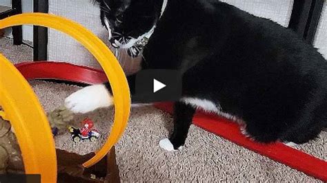 Gato reacciona al nuevo juguete de su dueño en tierno video viral FMDOS