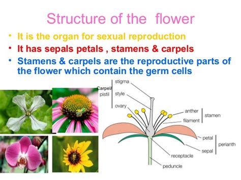 Sexual Reproduction In Plants Ppt