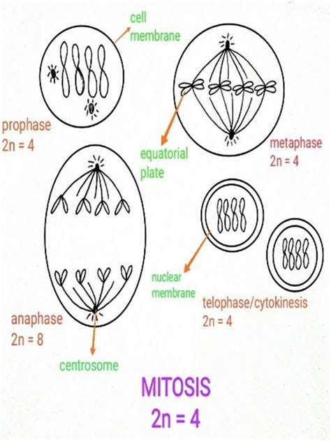 Cell Cycle Mitosis Diagram