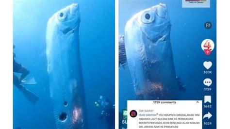 Viral Kemunculan Ikan Oarfish Disebut Pertanda Bencana Alam Ini