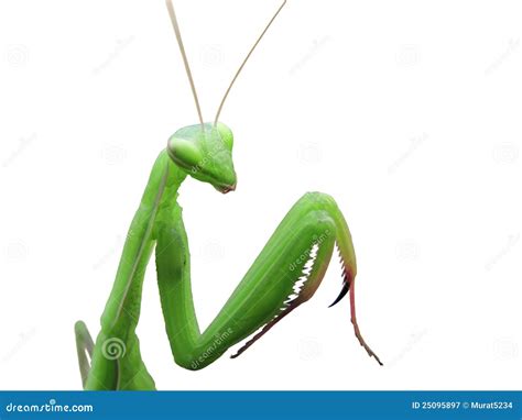 Green Praying Mantis Stock Photo Cartoondealer