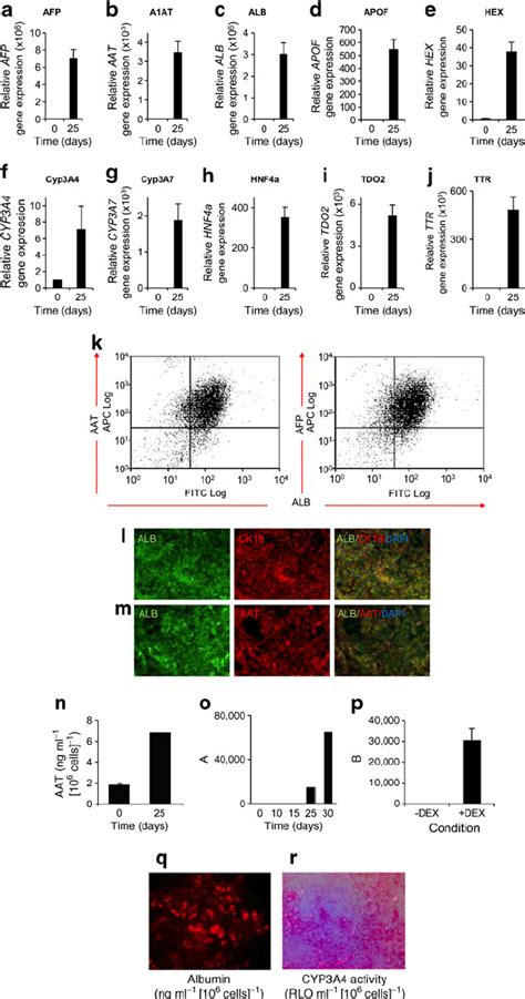 Differentiation Of Hesc Derived De Into Fetal Hepatocytes In Defined