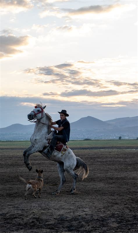 Horse Rearing Photos, Download The BEST Free Horse Rearing Stock Photos ...