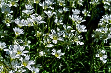 X Wallpaper White Petaled Flower Peakpx