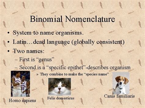 Organizing Lifes Diversity Ch 7 Notes Classification Organization