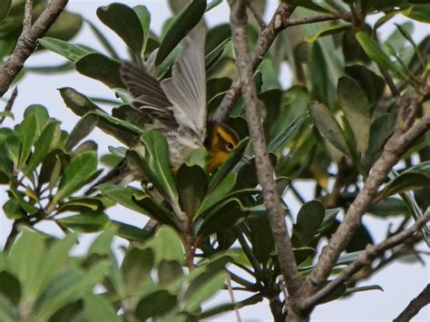 Blackburnian Warbler Bryher Isles Of Scilly St Record Flickr