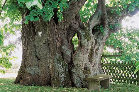 Deutschlands alte Bäume Gartenzauber