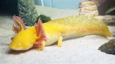 Adorable Axolotl Pet in an Aquarium