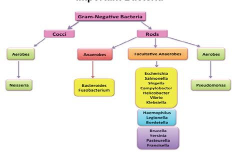 GRAM NEGATIVE BACTERIA OF MEDICAL IMPORTANCE I Flashcards Quizlet