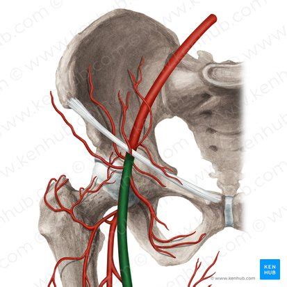 Art Re F Morale Anatomie Et Branches Kenhub