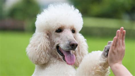 Poodle: Breed profile | PetsRadar