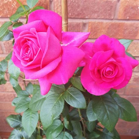 Rosa Fryrisky Syn Rosa All My Loving Rose All My Loving Hybrid Tea Uploaded By Lerch19