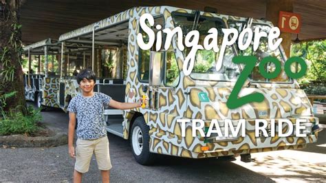 Singapore Zoo Tram Ride Full Tour Review Station 1 To Station 4 By