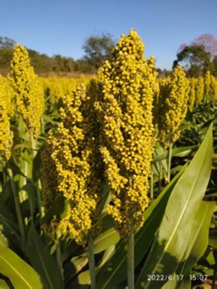 Sorgo Entenda Mais Sobre Seu Cultivo E Vantagens Biomatrix