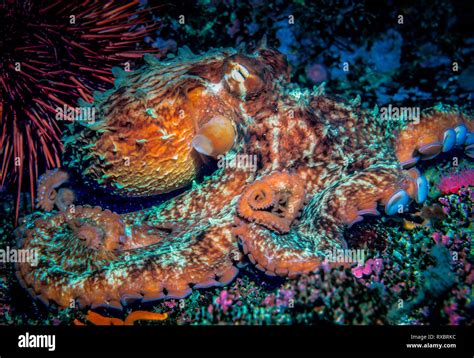 Giant Pacific Octopus Enteroctopus Dofleini Queen Charlotte Strait