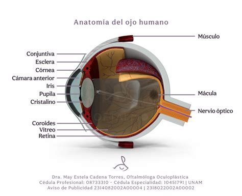 C Mo Funciona El Ojo Humano Oftalmo Pv