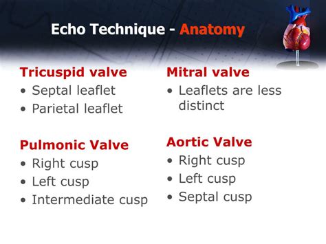 Ppt Basic Echocardiography Powerpoint Presentation Free Download