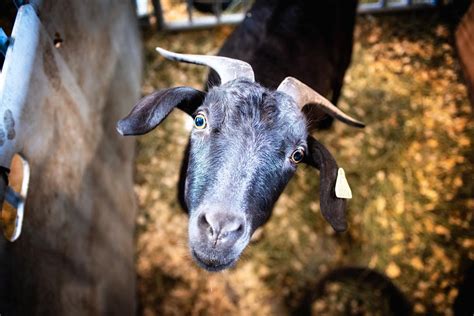 Charlotte County Fair To Feature More Animals Art This Year News