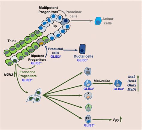 Schematic Of The Multiple Functions Of Glis3 In The Pancreas Glis3