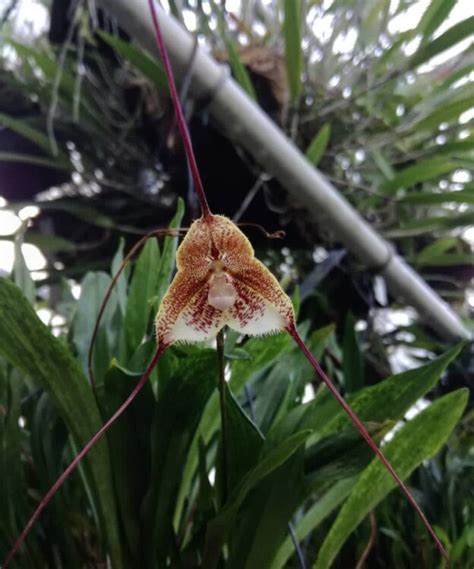 How To Care For And Cultivate Monkey Face Orchids"