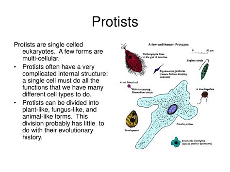 Ppt Protists Powerpoint Presentation Free Download Id4200408